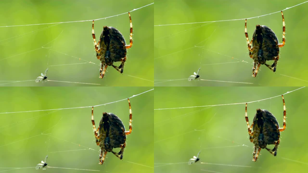 网上黑蜘蛛的近距离观察