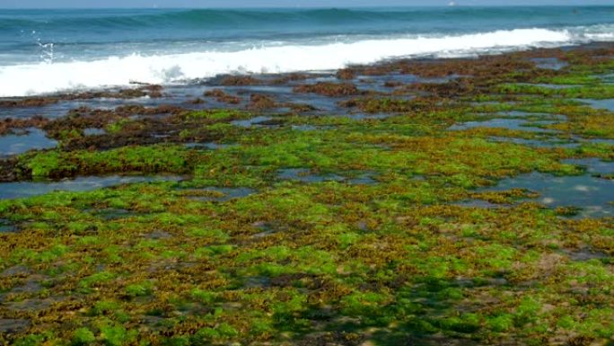 泡沫海浪在绿色和棕色海藻上滚动