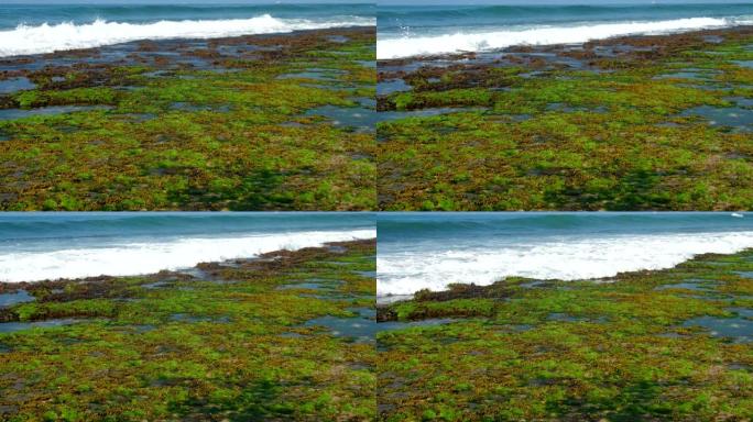 泡沫海浪在绿色和棕色海藻上滚动