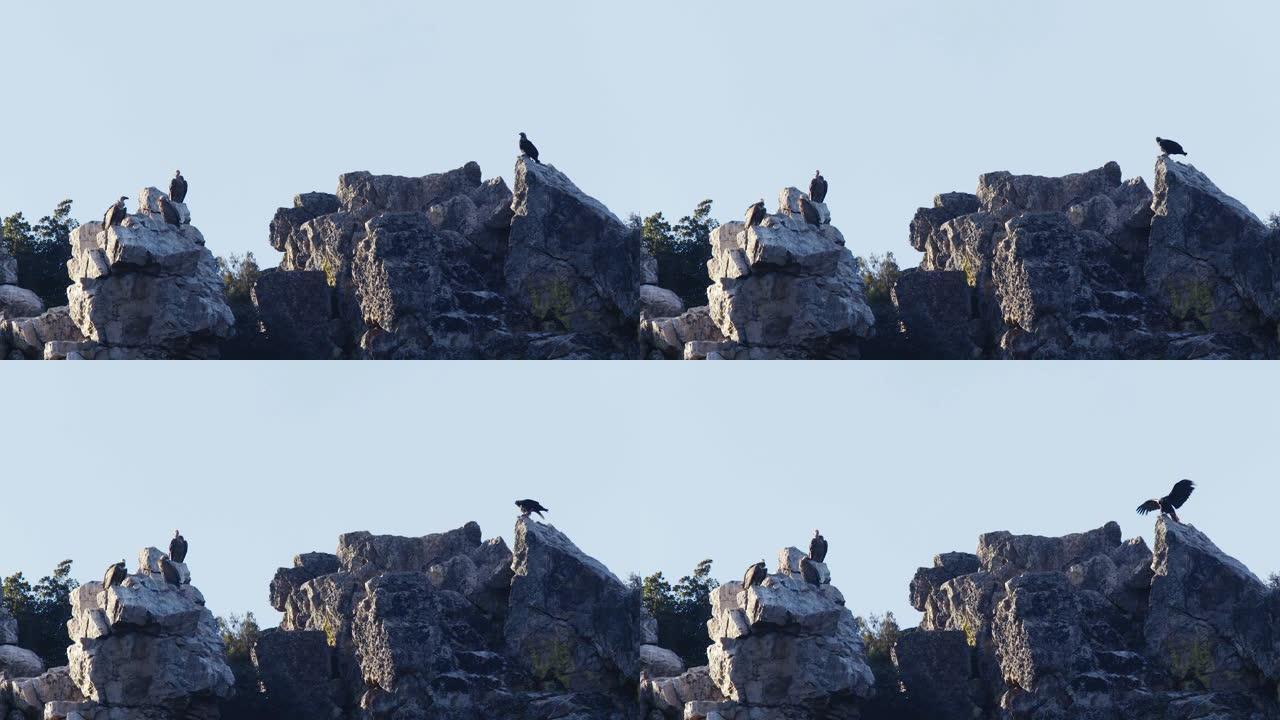 岩石上有兀鹫和帝王鹰