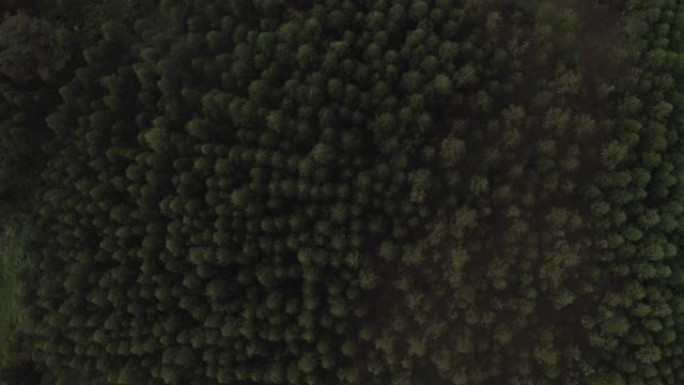 非洲乌干达的桉树种植园