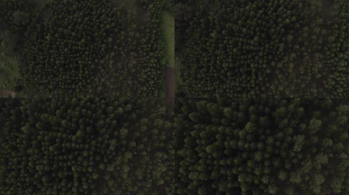 非洲乌干达的桉树种植园