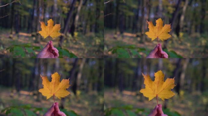 黄叶落下的特写镜头。稳打。慢动作