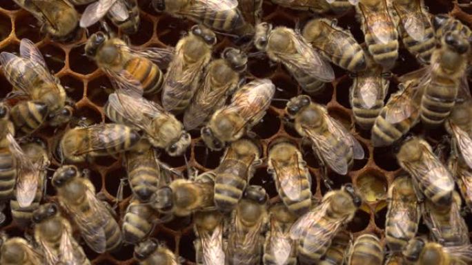 蜜蜂将花蜜储存在蜡制成的蜂窝状细胞中