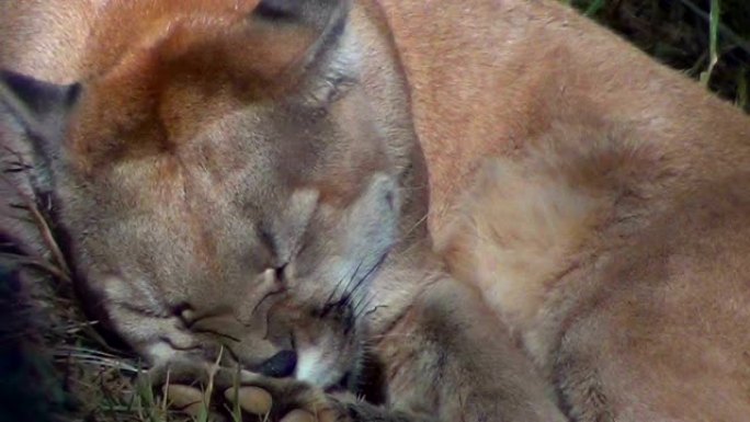 美洲狮 (Puma concolor)，也称为美洲狮，美洲狮，豹或猫。特写。