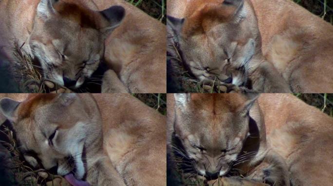 美洲狮 (Puma concolor)，也称为美洲狮，美洲狮，豹或猫。特写。