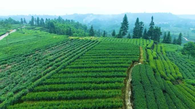航拍蒙顶山上种植着茶树