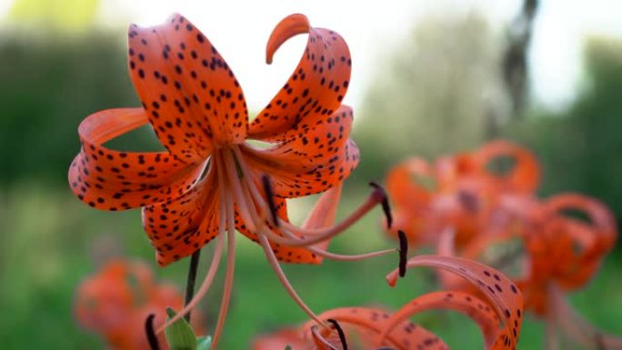 盛开的花虎百合特写