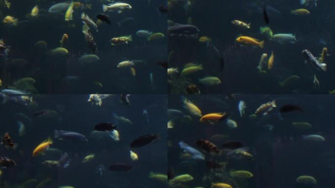 马拉维湖丽鱼科鱼的视频
