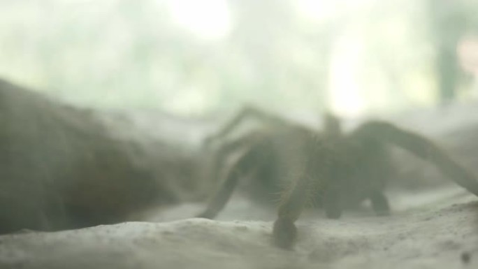 巨型狼蛛蜘蛛在农场的玻璃壁橱里休息。