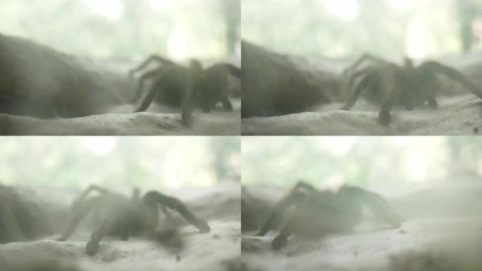 巨型狼蛛蜘蛛在农场的玻璃壁橱里休息。