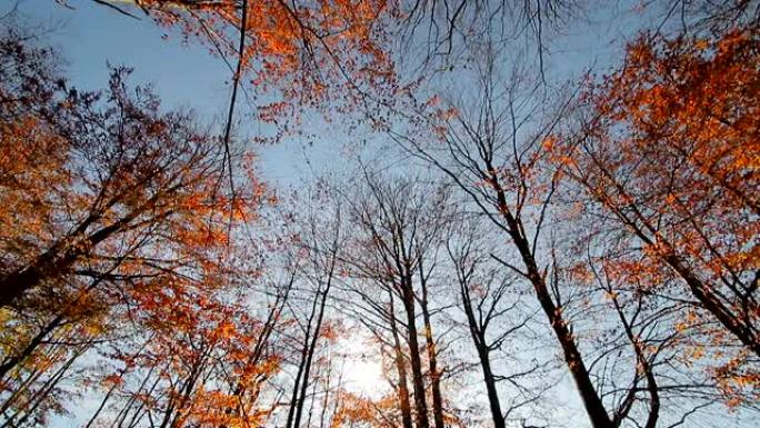 秋天的阳光照耀着黄色和红色的秋叶。运动相机和在树上秋叶上的底部在上面看一眼