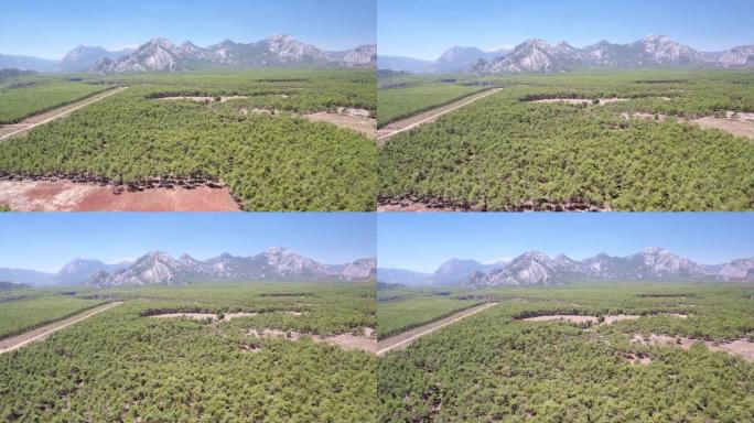 森林和山脉的鸟瞰图。