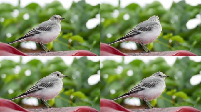 屋顶上的白色wagtail (Motacilla alba) 小鸡