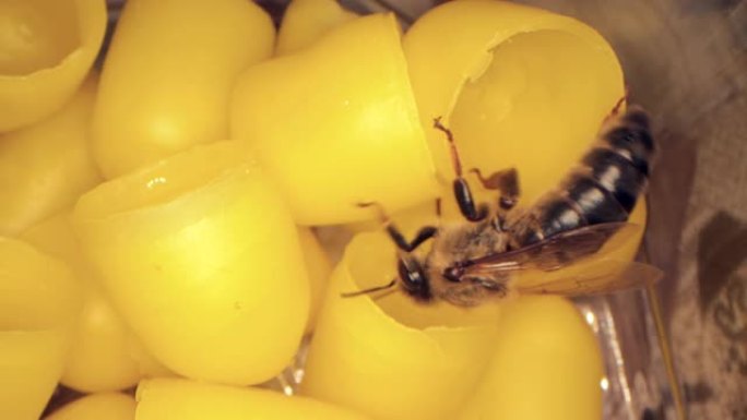 许多黄色蜂蜡用于孵化蜜蜂，框架中的飞蜂