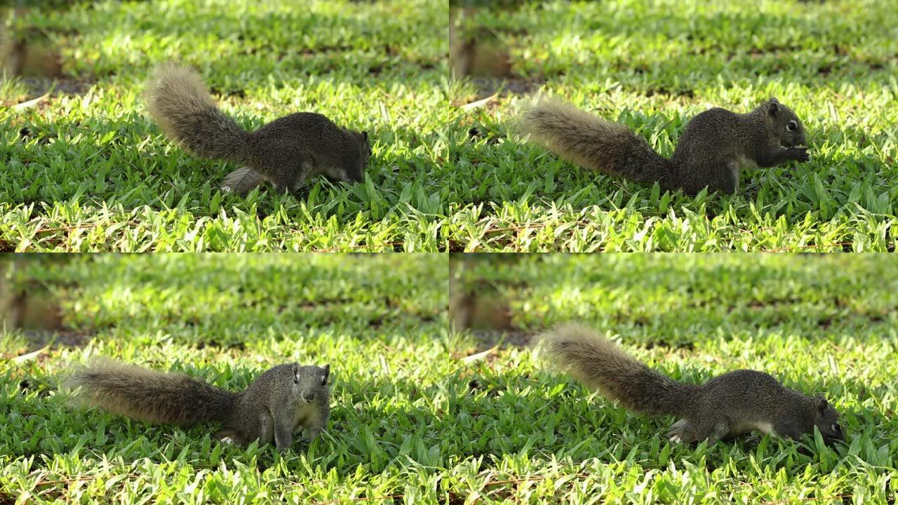 单只松鼠活跃在草地上，吃食物。