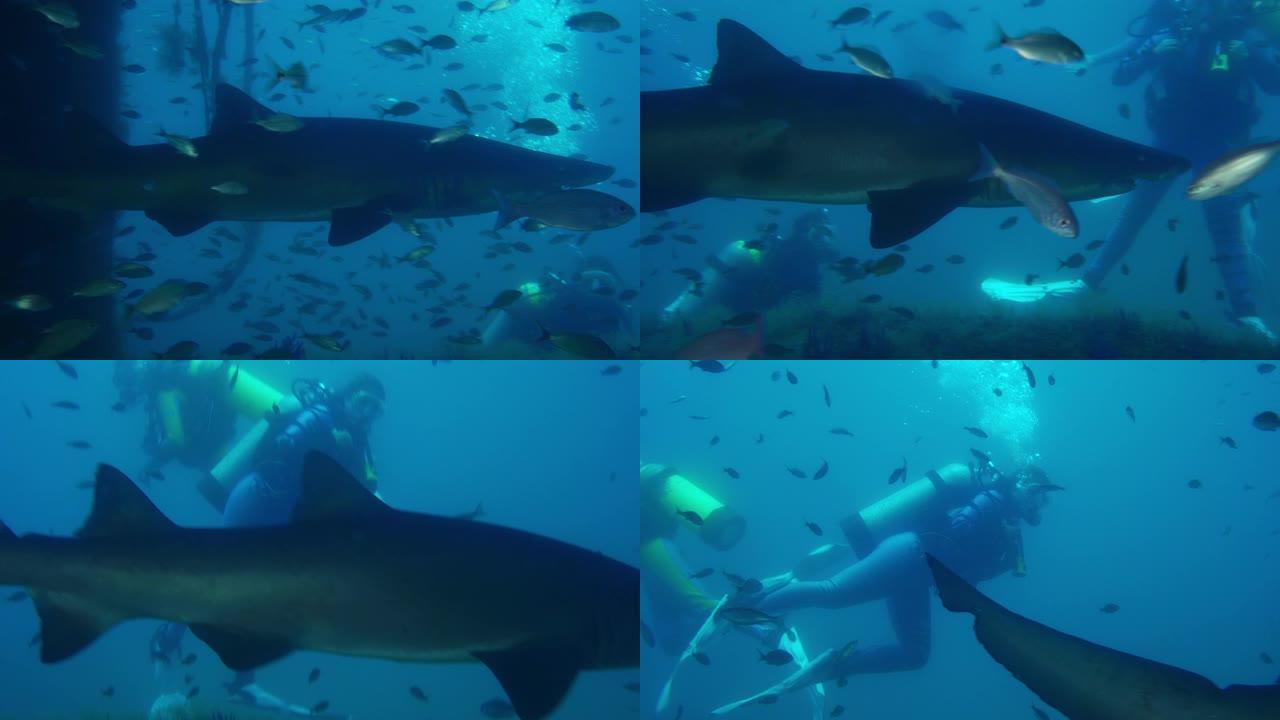 一名潜水员正在看一只在沉船中游泳的斑点参差不齐的牙齿鲨鱼