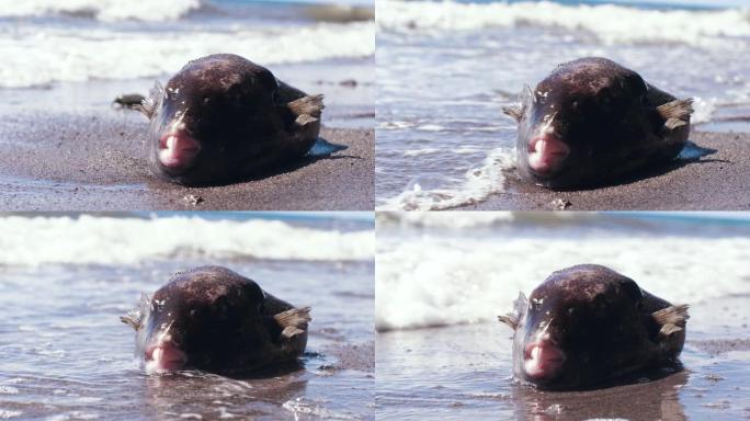一只死的河豚被海浪冲上岸。