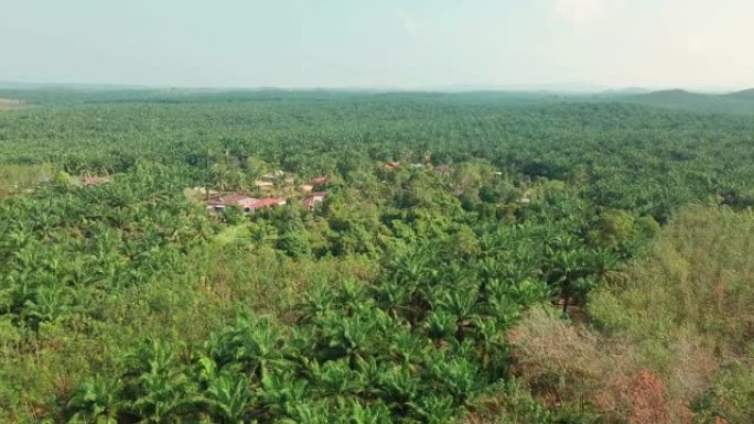 麻坡帕戈油棕种植园和房屋的鸟瞰图