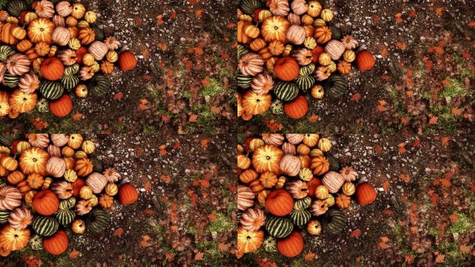 秋季南瓜堆在地面上特写俯视图