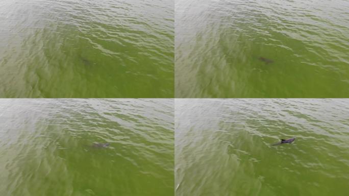 佛罗里达州安娜·玛丽亚岛表面的海豚