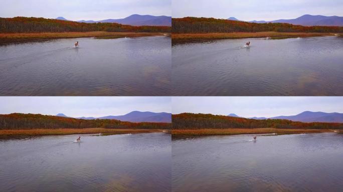 秋天，马鹿在野外美丽地沿着光滑的水面奔跑。