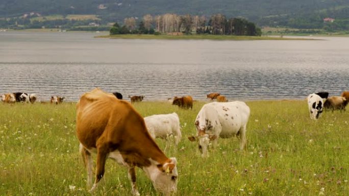湖和山前的奶牛