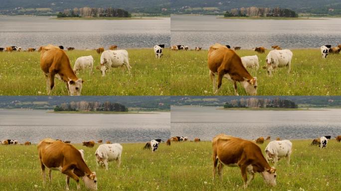 湖和山前的奶牛
