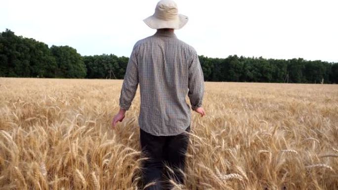 男性农民穿过大麦田地，用手触摸农作物的金色耳朵。年轻的农艺师在小麦草甸中行走，抚摸着成熟的小穗。农业
