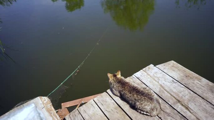 木制码头上的猫钓鱼