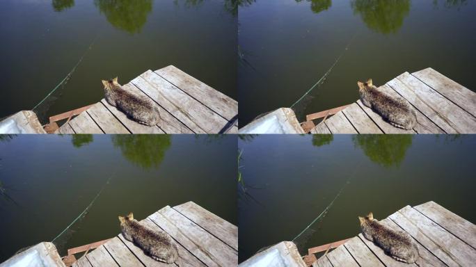 木制码头上的猫钓鱼