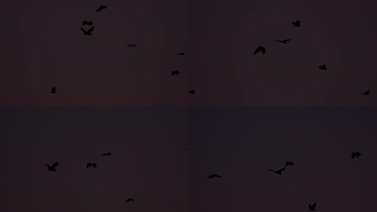 跟踪日落时蝙蝠的轮廓