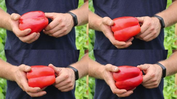一位男性农民正在展示一种美丽的大红辣椒。