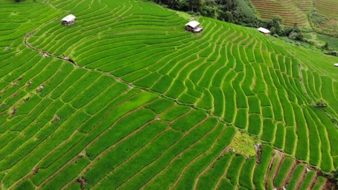 航拍稻田，稻田梯田和山坡向上倾斜。泰国稻田鸟瞰图。梅洪森Maelanoii的稻田。是泰国美丽的旅游胜