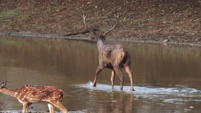 鹿鹿在塔多巴的水坑中涉水