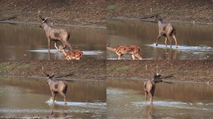 鹿鹿在塔多巴的水坑中涉水