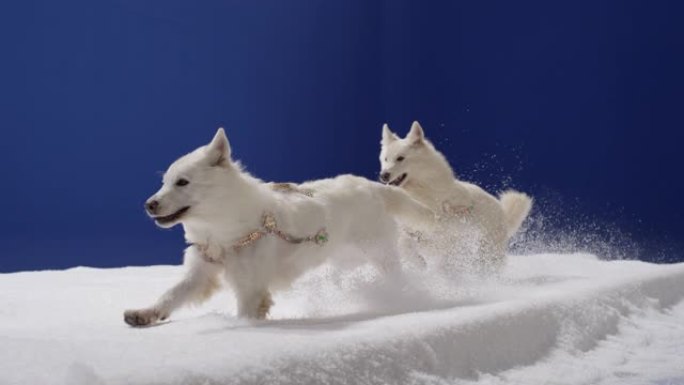 白狗在雪地里奔跑