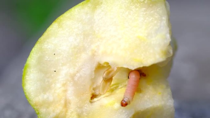 蠕虫吃梨
