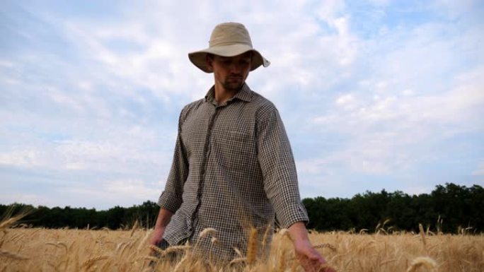 年轻的农艺师在大麦草甸中行走，抚摸着成熟的小穗。男农民穿过麦田，用手触摸庄稼的金色耳朵。农业概念。多