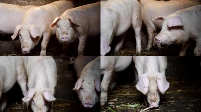 农场里的一只小猪。一群猪等待饲料。摊位上的猪。