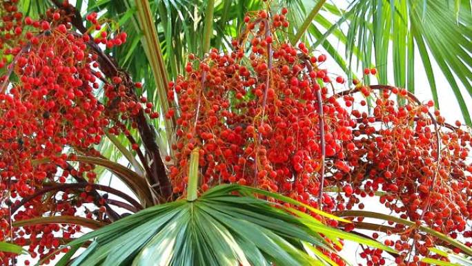 雨季在花园里的树上生长着红棕种子