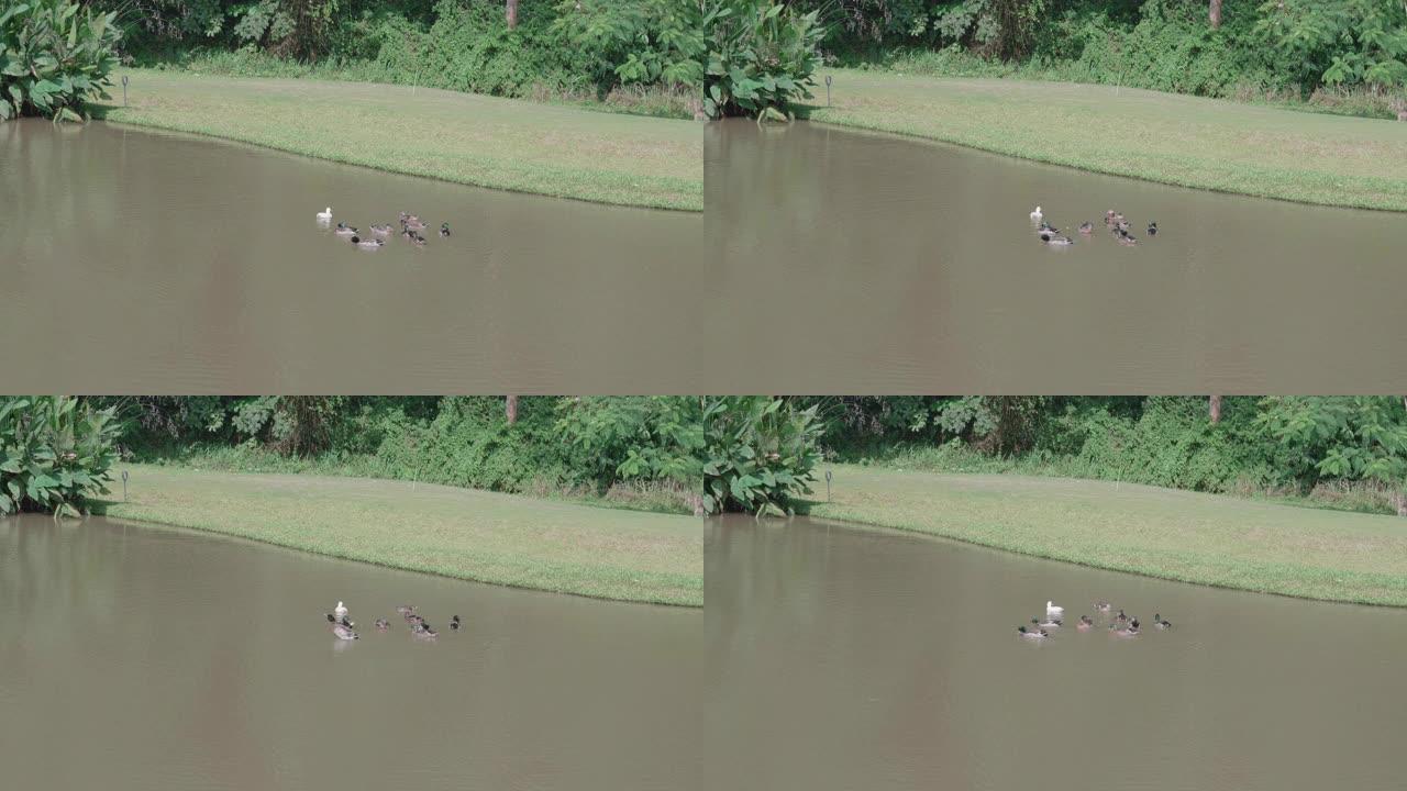 鸭子在水中游泳