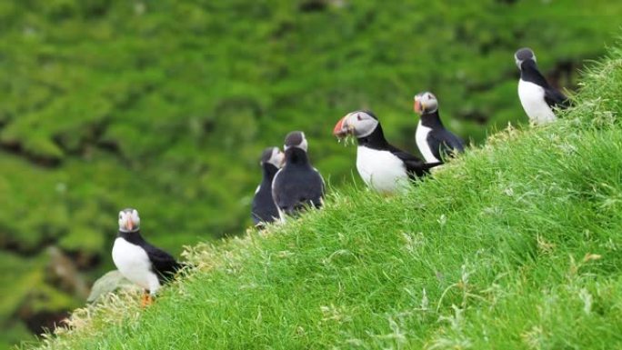 一群海雀坐在山顶上，前面是一片草地，所有的海雀都提着鱼来喂养年轻人，麦金人，法罗群岛