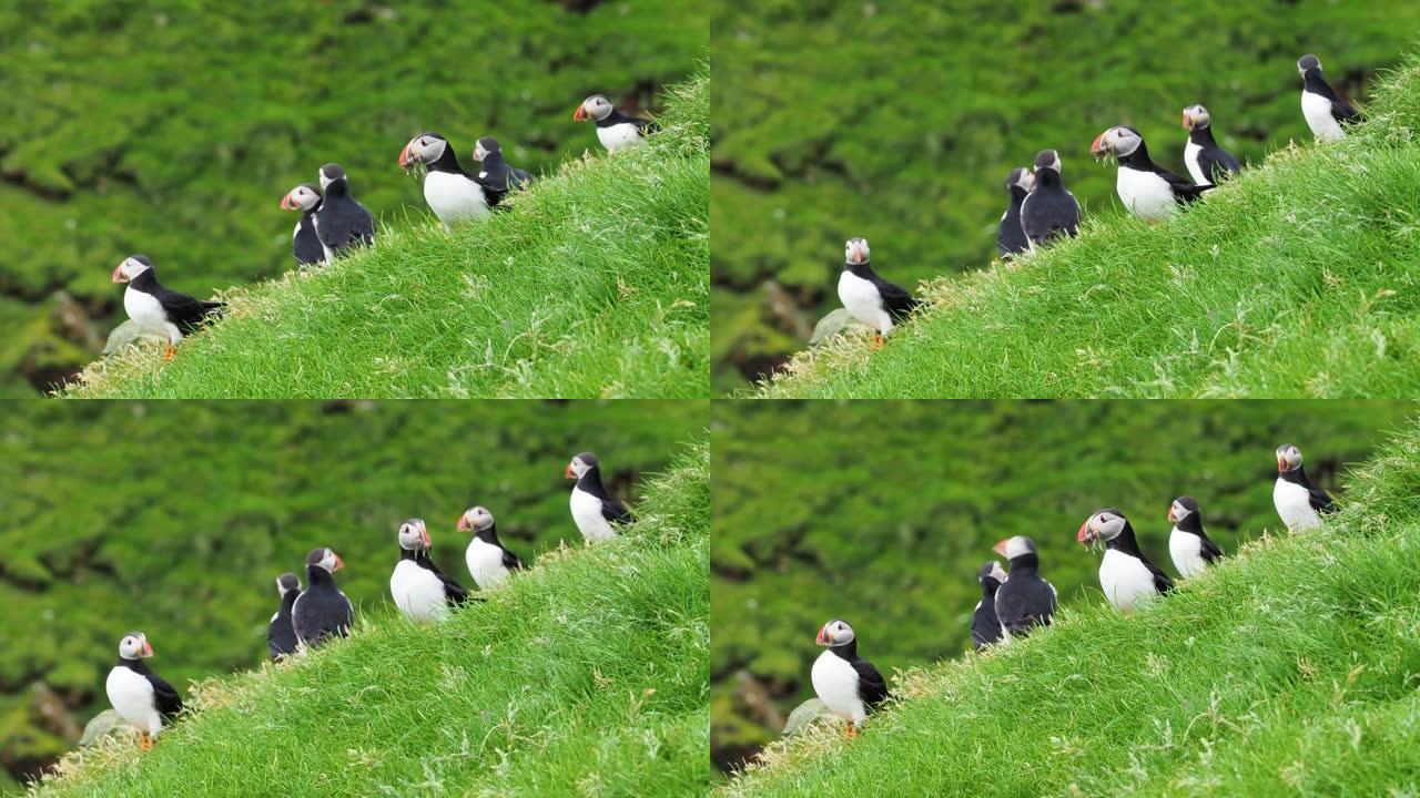 一群海雀坐在山顶上，前面是一片草地，所有的海雀都提着鱼来喂养年轻人，麦金人，法罗群岛