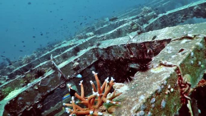 人工鱼礁水下珊瑚苗圃创新环境保育项目