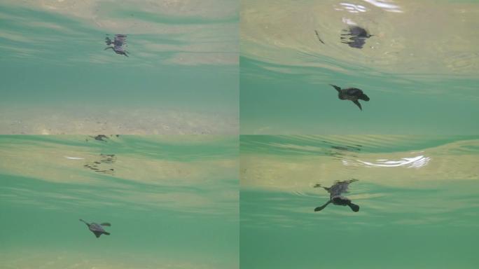 小海龟在水下游泳