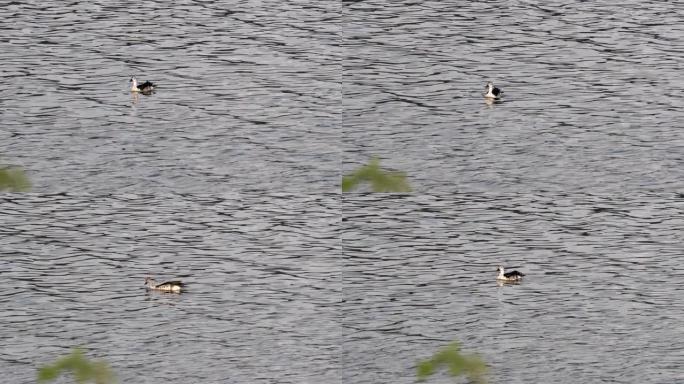 在斋浦尔的曼萨加尔湖上划桨的旋钮嘴鸭