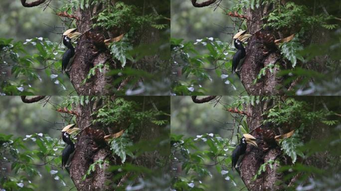 犀鸟: 成年东方pied犀鸟 (Anthracoceros albirostris)