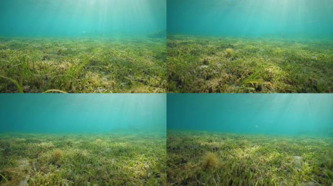 蓝色海洋中的海草床的水下视图，阳光照在水面上。