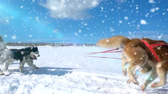 被狗驾驭的狗繁殖哈士奇拉雪橇与人，慢动作，视频循环